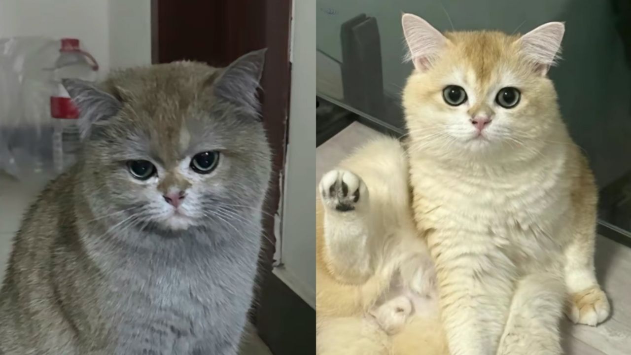 网红猫咪"金勾钓"变消防宣传员,主人:它曾误触电磁炉引发火灾