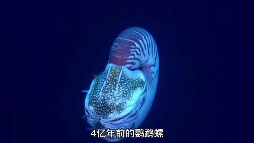 在我们未知的海底，究竟有着怎样怪异的生物!