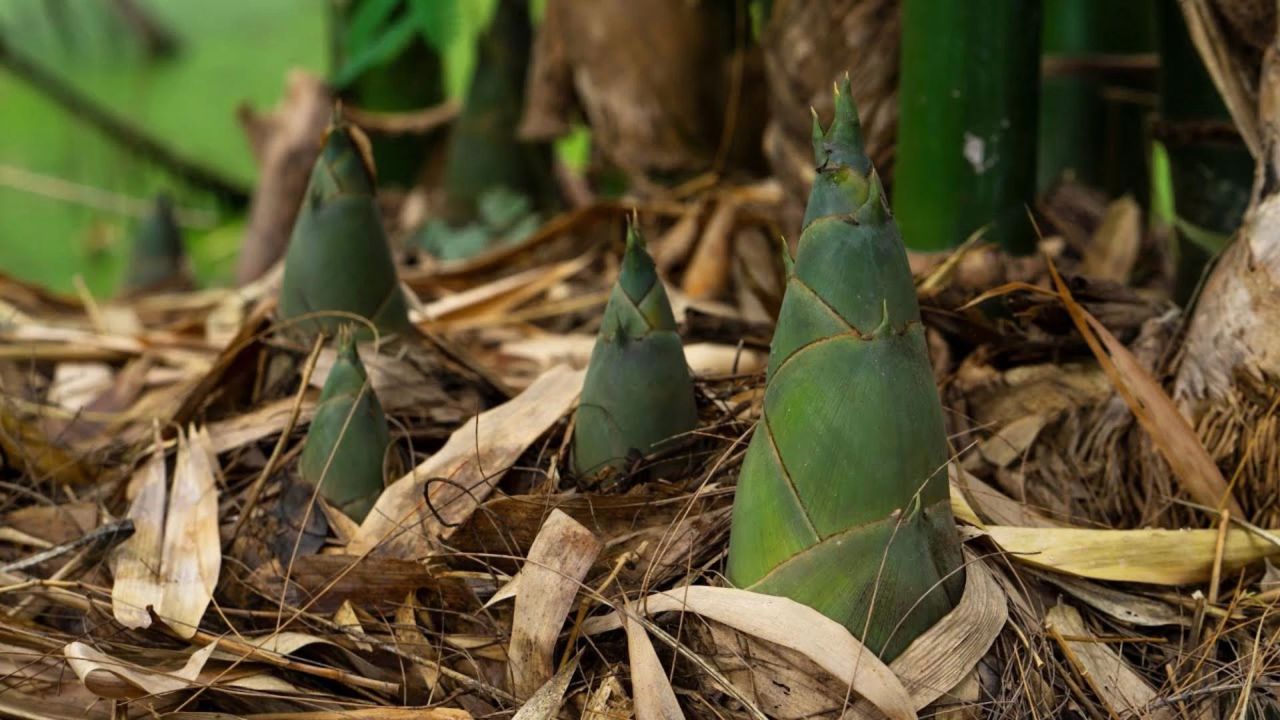 神奇的竹笋--探索台湾传统的采笋和烹饪过程