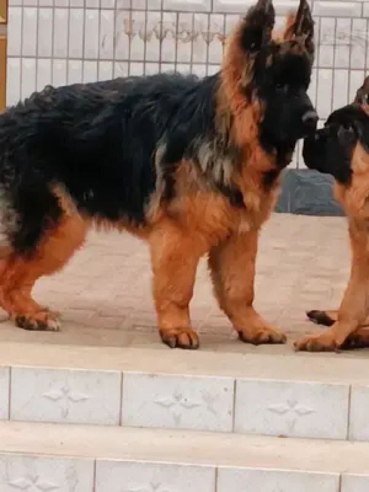 锤系德牧 #德牧犬 #养狗的乐趣 #萌宠出道