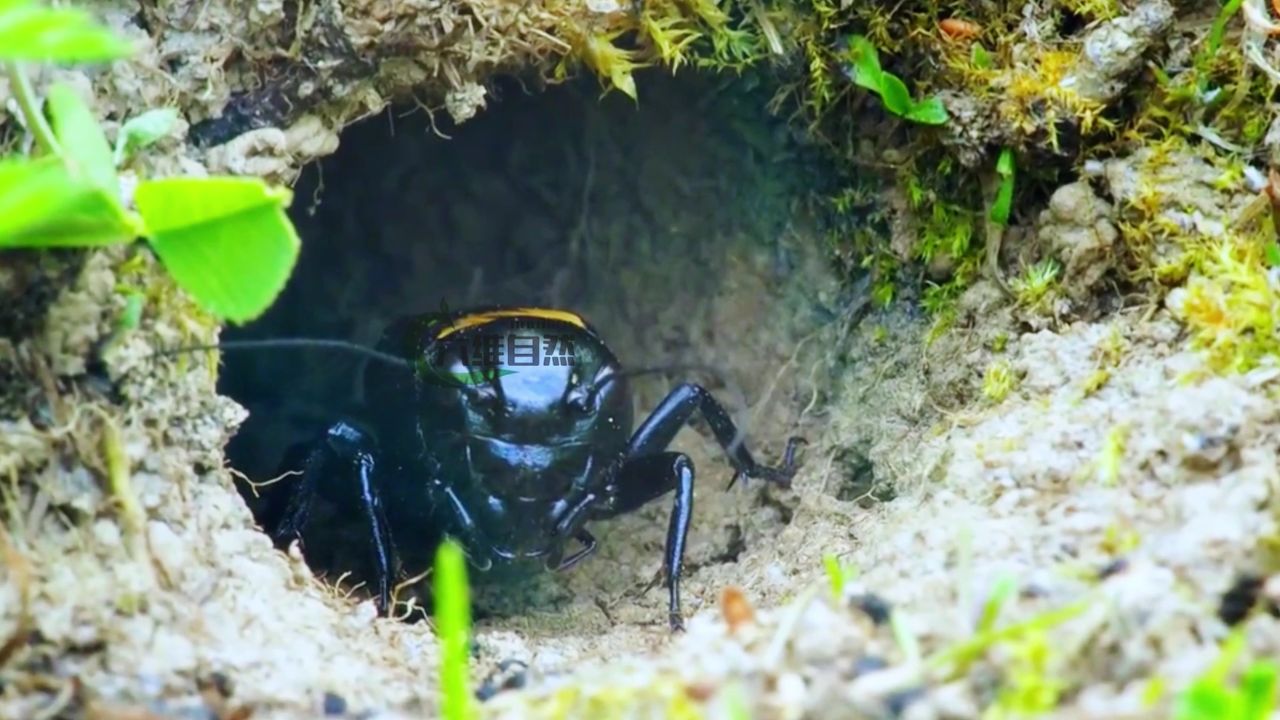 双斑蟋蟀在门口拉完屎,却会唱歌呼唤甲虫来帮忙清理