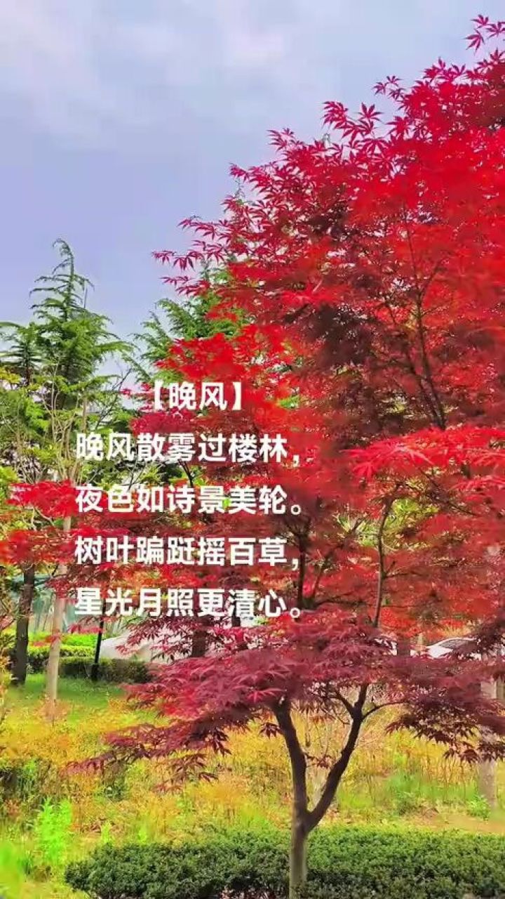 晚风徐徐景色美,清心怡情氛围好!#创作灵感 #晚风 #高萍女士原创作品
