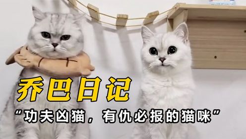 乔巴日记:功夫凶猫,有仇必报的猫咪,铁头破砖金刚腿踹墙!#萌宠#搞笑#配音_高清1080P在线观看平台_腾讯视频