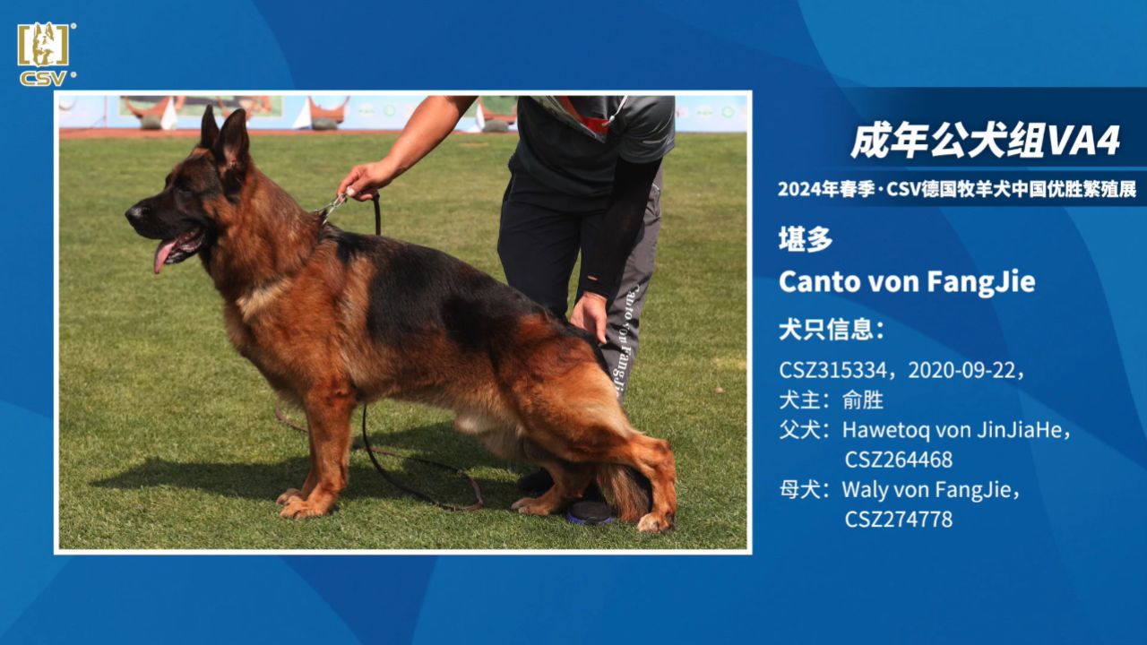 2024年春季·csv德国牧羊犬中国优胜繁殖展成年公犬组va4犬只讲评