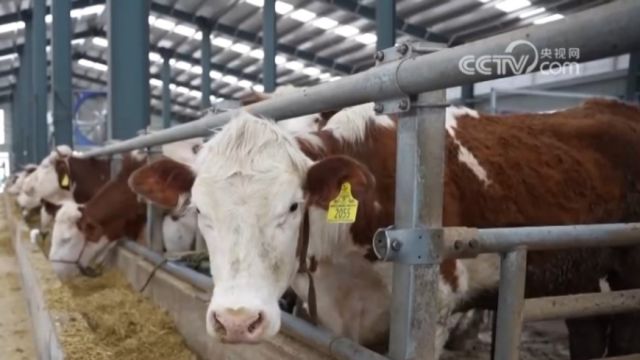 牛肉市场观察,山东:肉牛价格下降,养殖户出现亏损