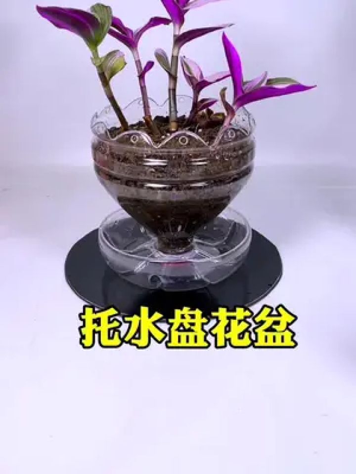 变废为宝 #空瓶子的妙用 #手工 #自制花盆