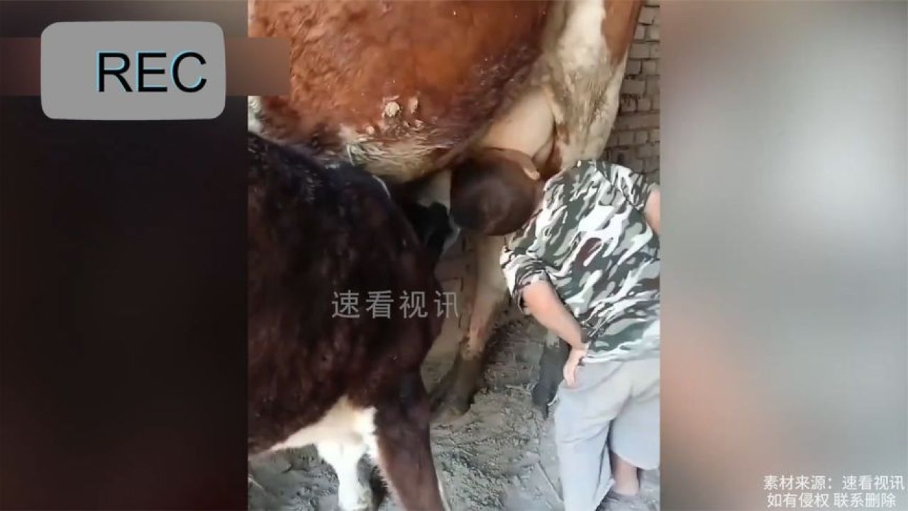 吃奶牛犊拉黑色粪便图片