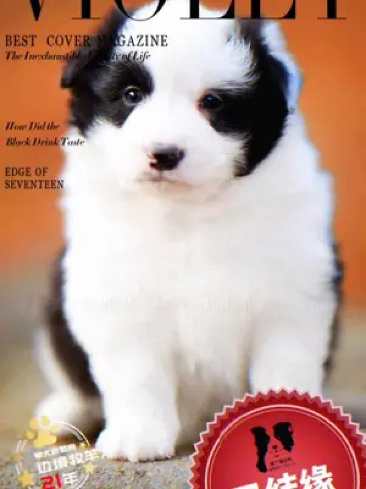 它就是今天的幸运小可爱,找到了新主人 #边境牧羊犬 #青岛边牧 #青岛