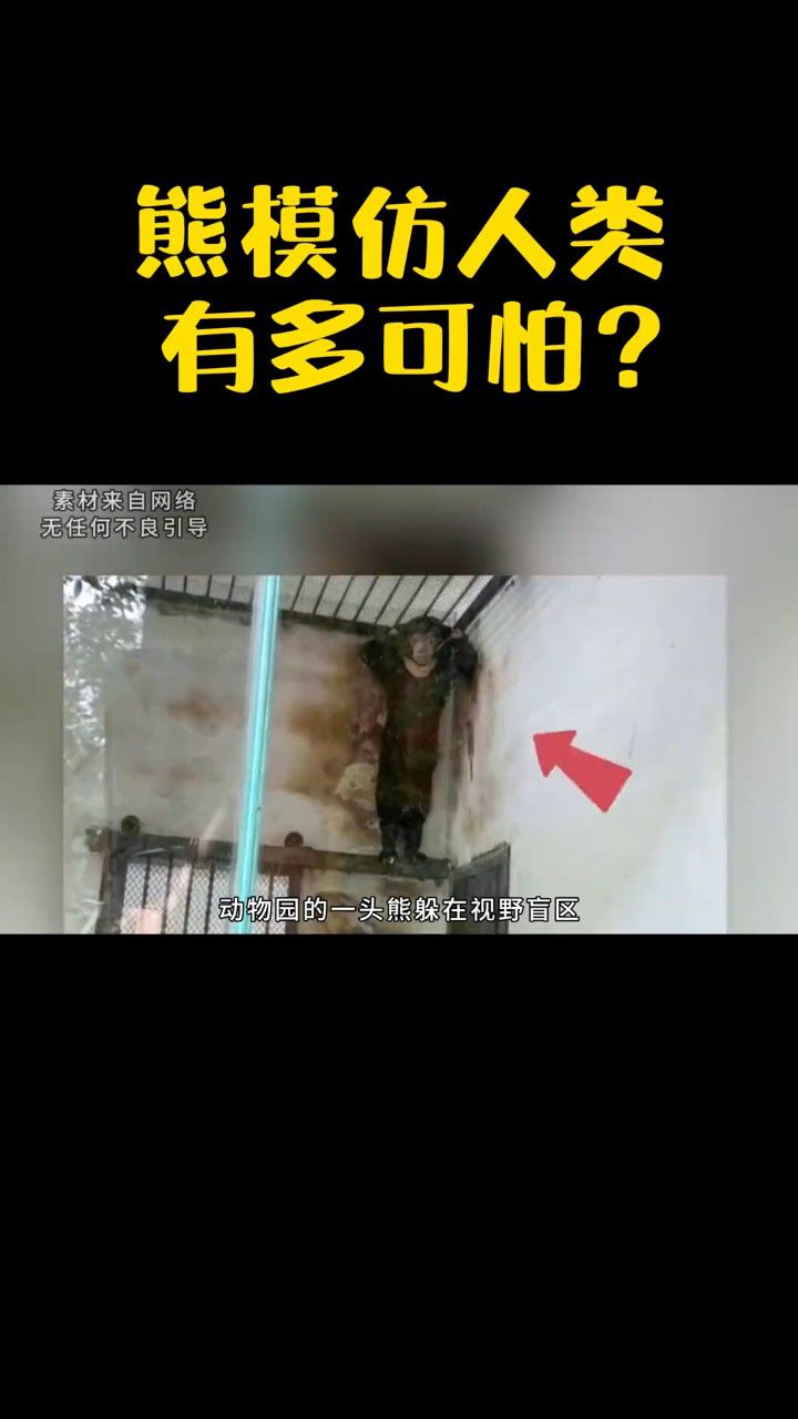 比起熊会伤人,会模仿人的熊才可怕!