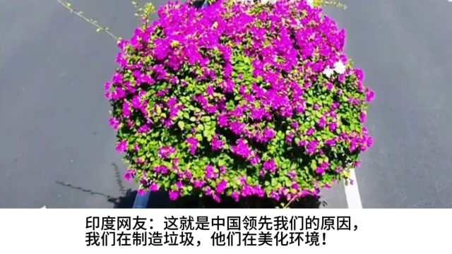 外网看中国马路绿化带,印度网友:这就是他们领先我们的原因!