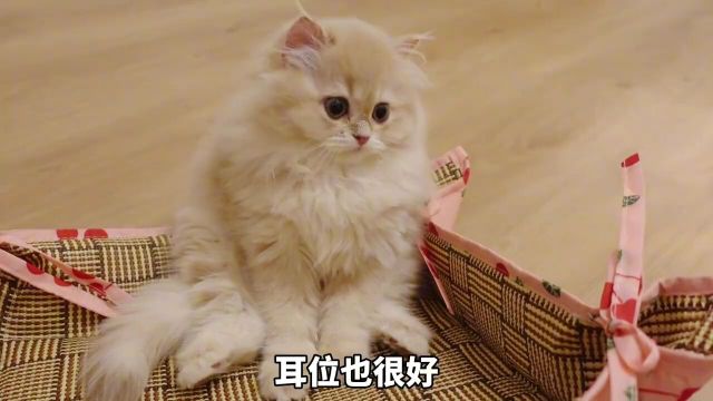 注意看这只小猫叫好棒,绝美紫金渐层宝宝找新家咯