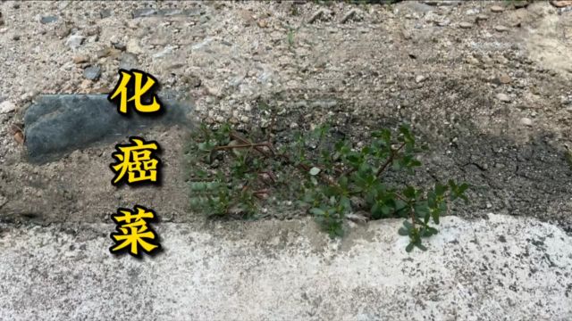 菜地边生长的“化癌菜”,其实就是农村不起眼的马齿苋,认识一下