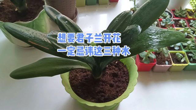 想要君子兰开花一定忌讳这三种水