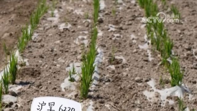 大食物观,地负海涵中国粮,上海:全球最大水稻功能基因资源库“种出”节水抗旱稻