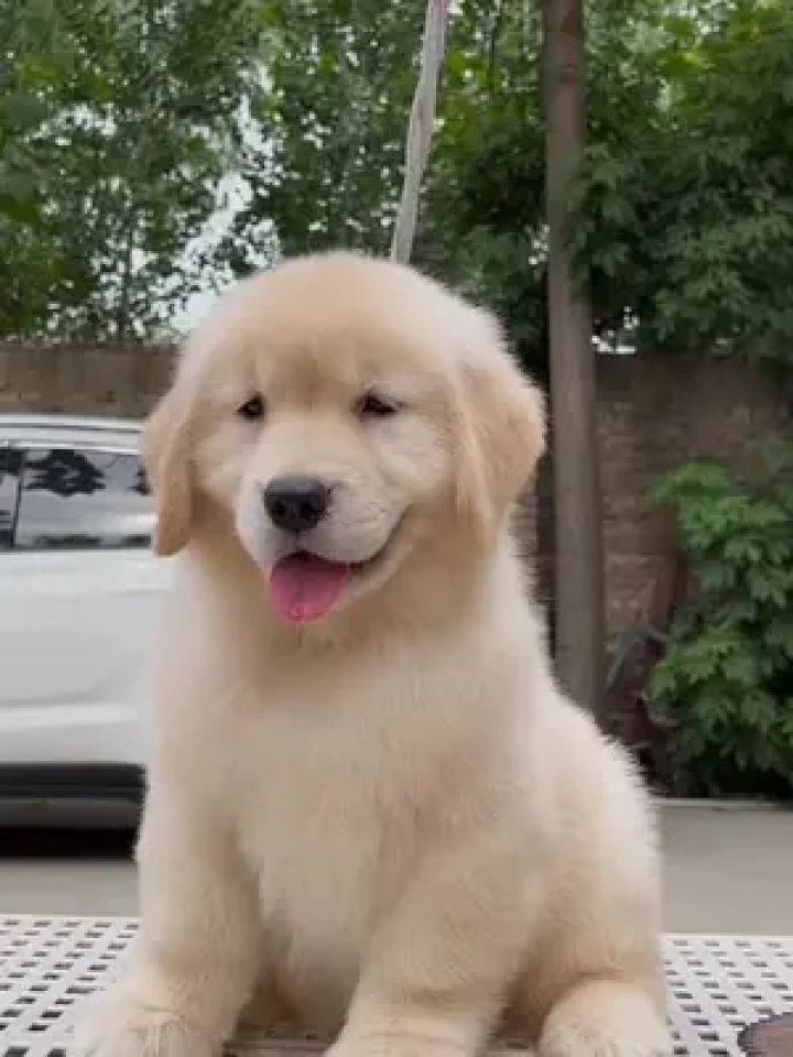 双血统金毛小舌头也太可爱了吧 #赛级金毛 #金毛 #双血统金毛幼犬 #小