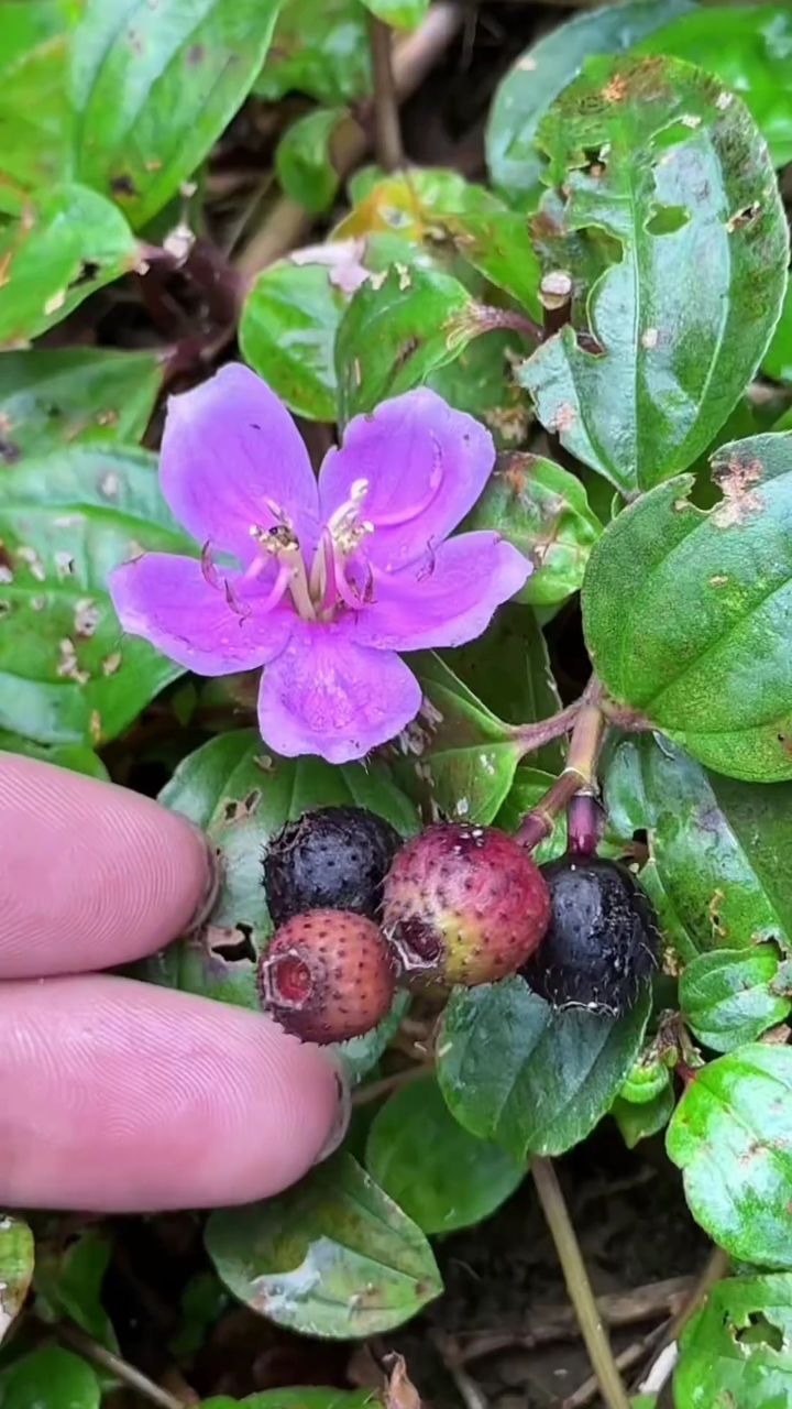 农村路边的地菍,结黑色果实,遇到采些回家,这植物匍匐地面生长