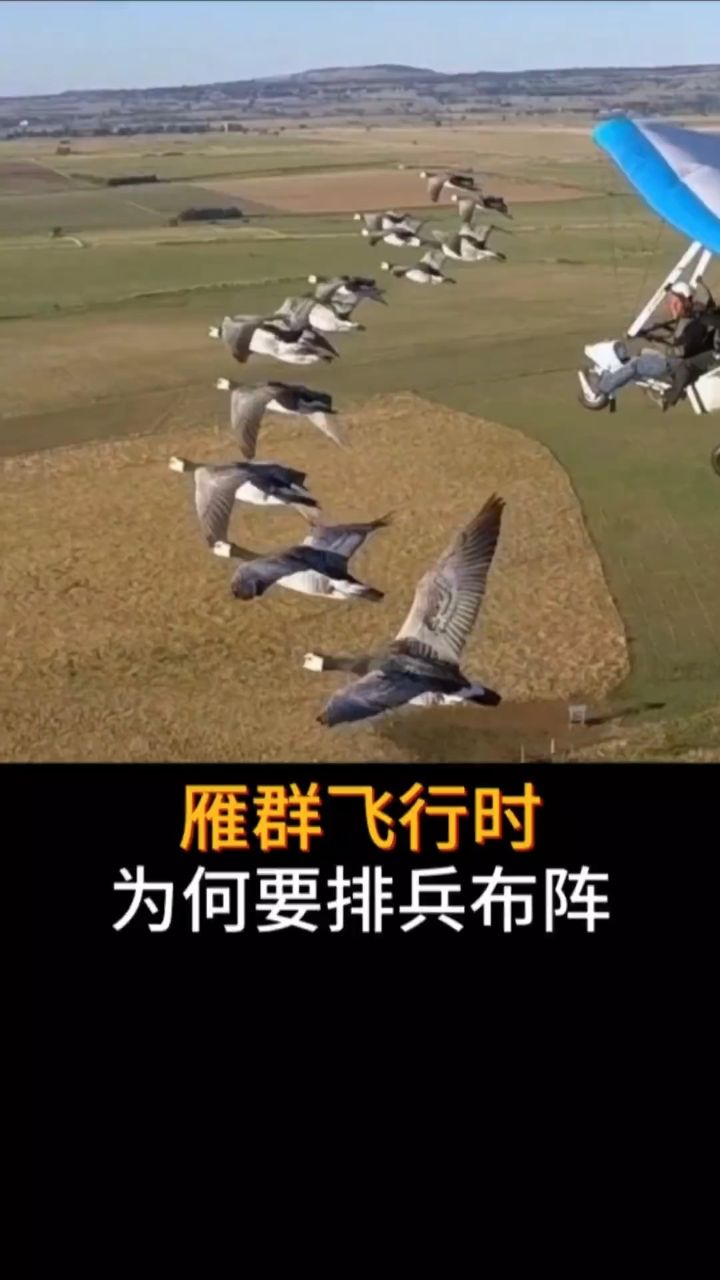 雁群飞行时，为何要排兵布阵#科普#科普一下#大雁#大雁南飞_高清1080P在线观看平台_腾讯视频