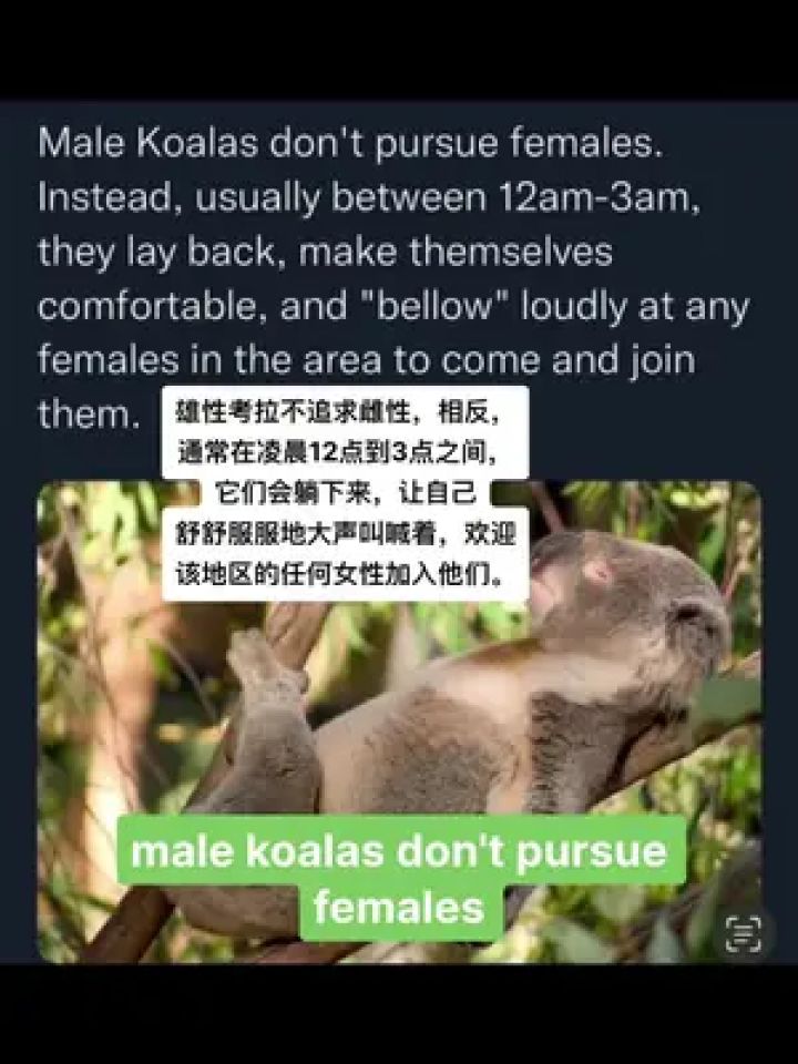 考拉如何求偶 #英文口语 #英语美文朗读 #流利说英语 #老颜带你读英语