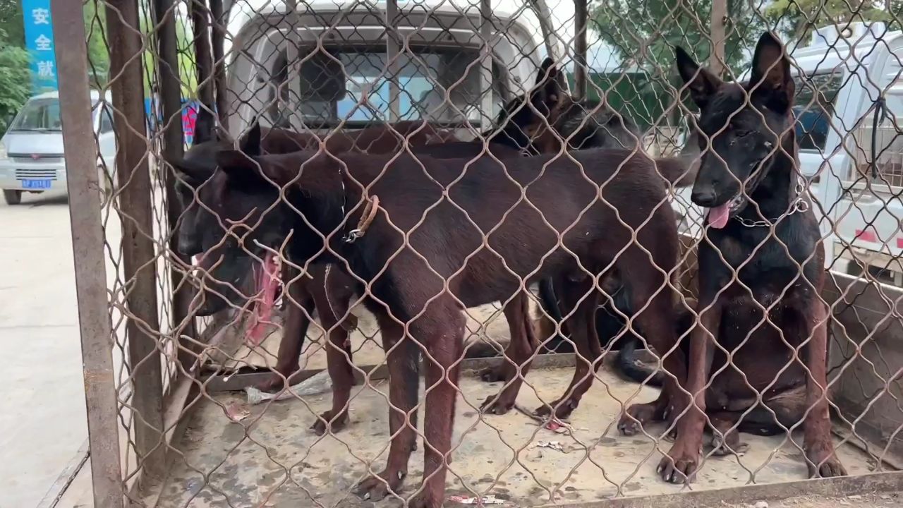 张着大嘴呼呼喘着粗气,把爆红马犬热死了,晚来一步后果不堪设想