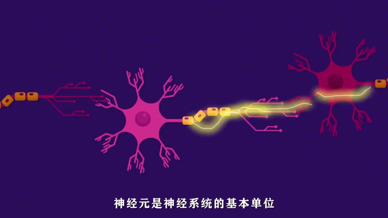 神经元:组成神经系统的天才细胞#生物#知识科普#神经细胞_高清1080P在线观看平台_腾讯视频
