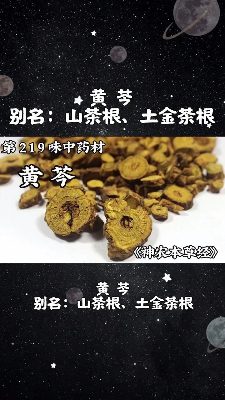 今天介绍第两百一十九味中药材,黄芩#黄芩 #中医 #中草药 #中药材