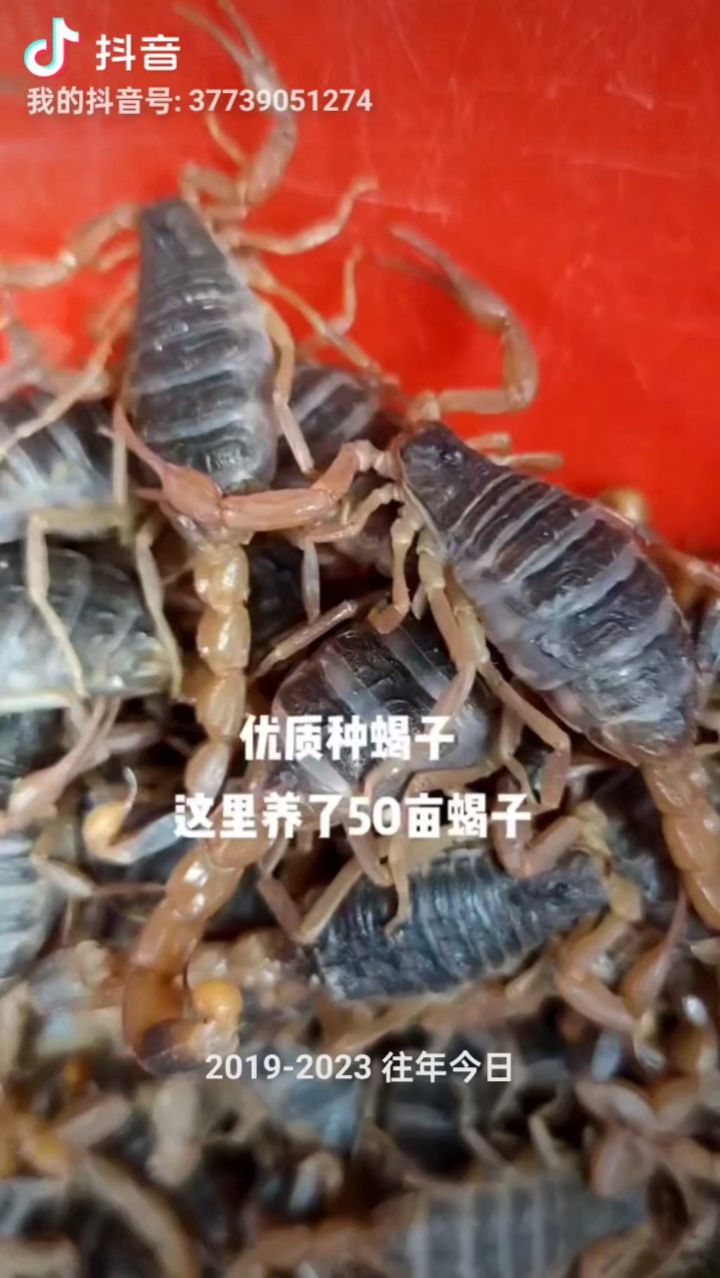 蝎子会得瘟疫吗?养蝎子还要养殖黄粉虫吗?