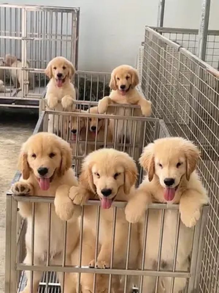 小金毛也长大了,这么好的小金毛,还有人喜欢吗 #金毛幼犬 #双血统金毛