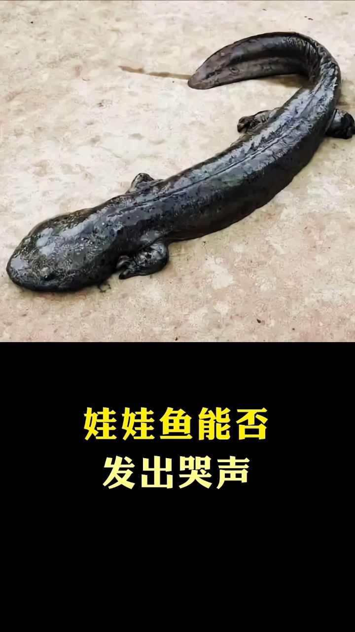 娃娃鱼能否发出声音