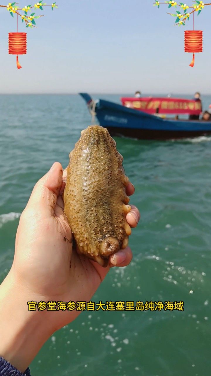 中秋抢先购,官参堂大连海参