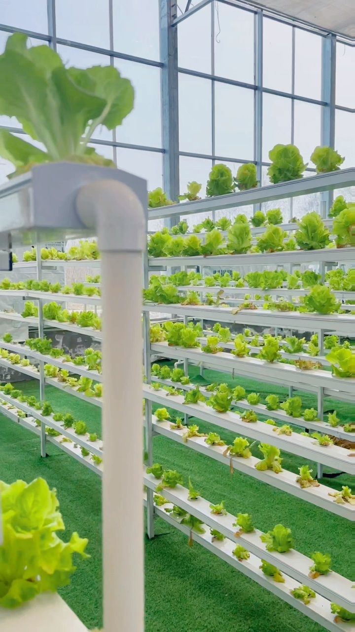 什么是无土栽培?