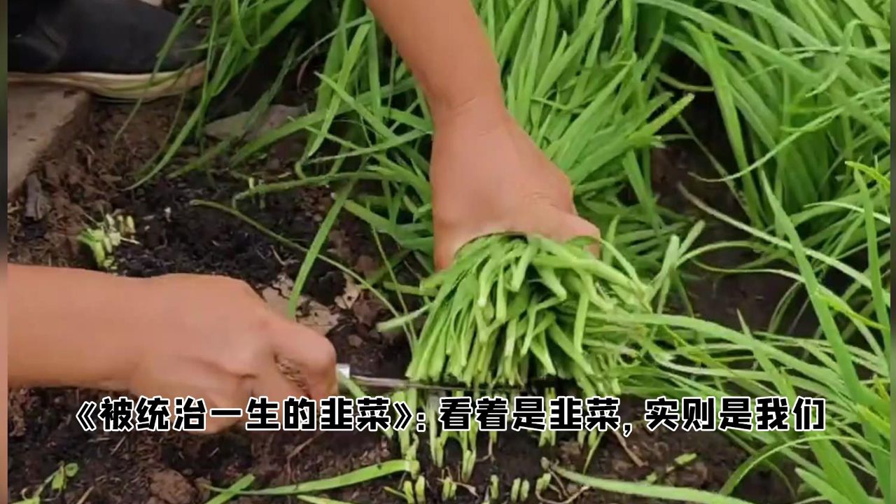 被统治了一生的韭菜,割韭菜是技术活,而韭菜的生长更需要技术_高清1080P在线观看平台_腾讯视频