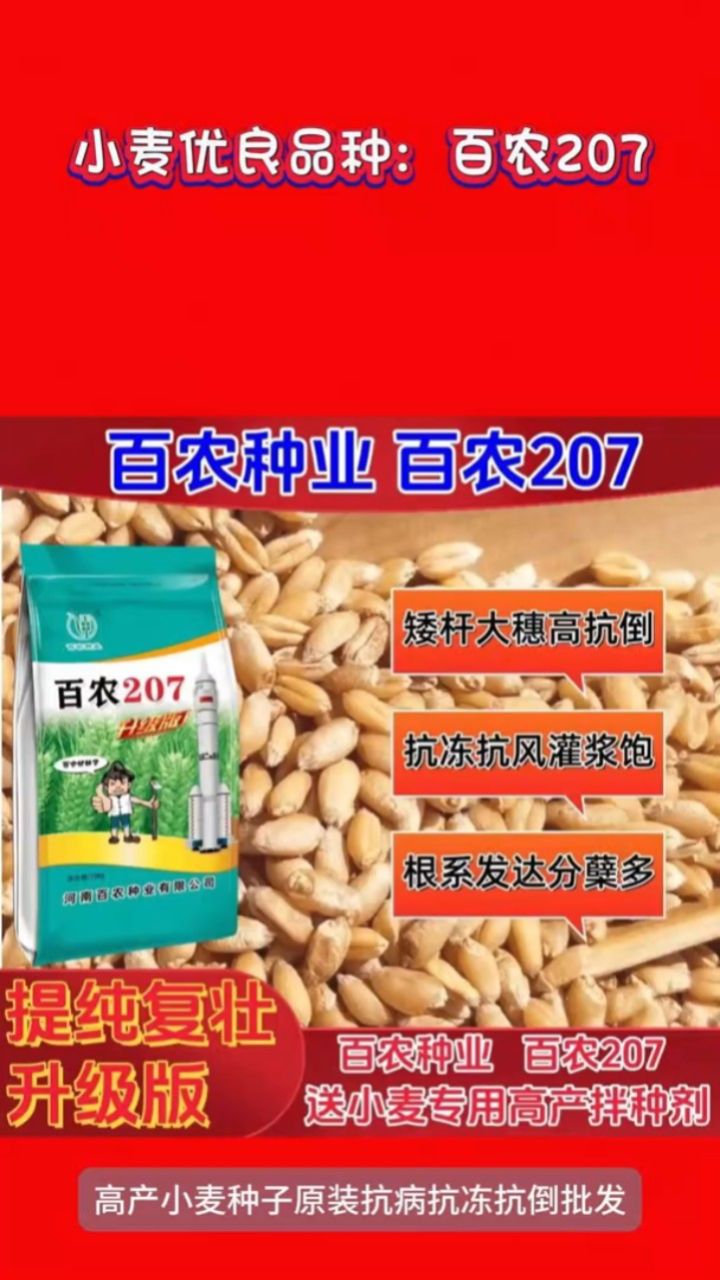 小麦百农 207 高产矮杆大穗(印保林编辑制作)