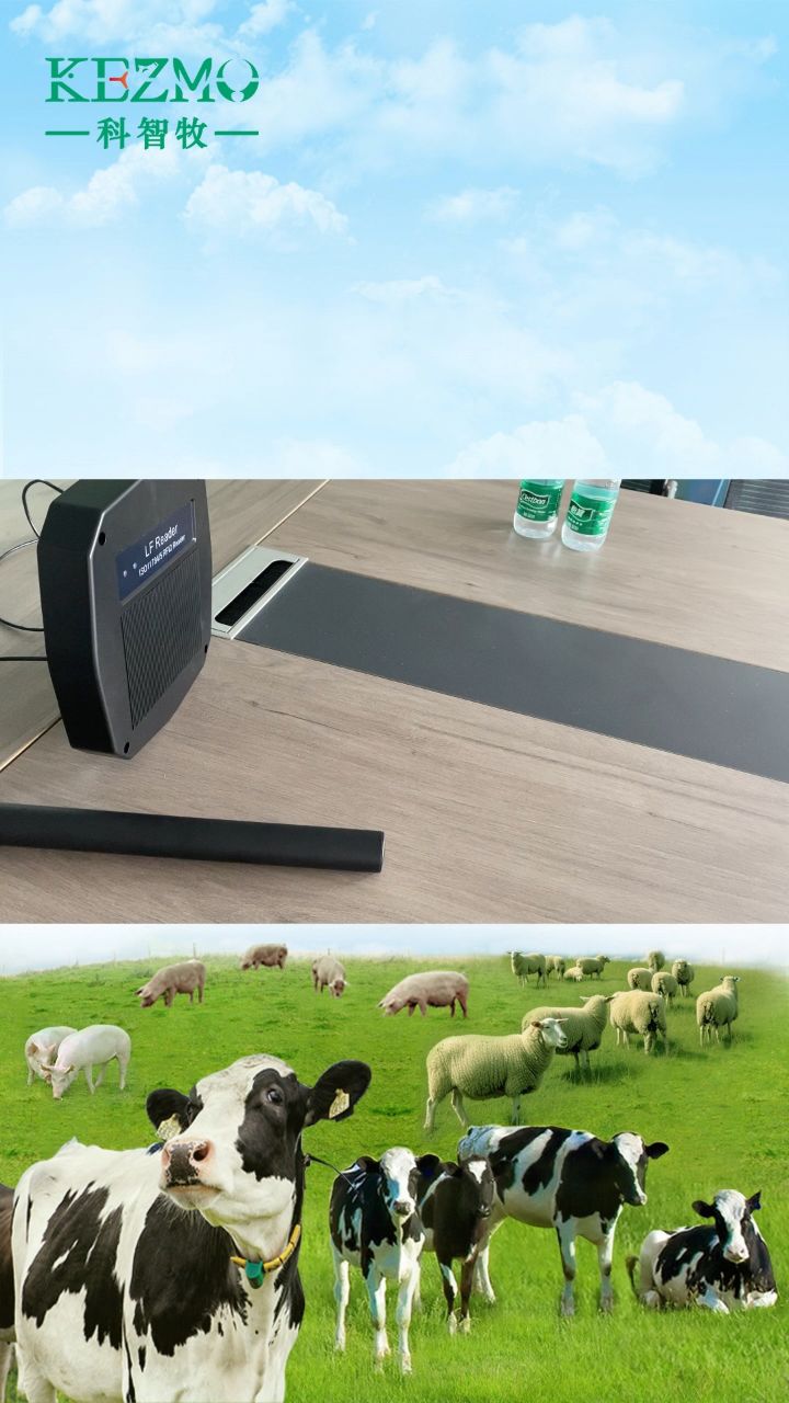 jy-dt006动物电子耳标采用面板读卡器手持机进行识别#电子耳标 #动物