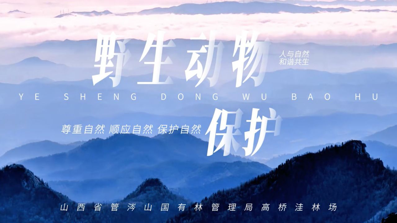 高桥洼开展野生动物保护宣传月活动