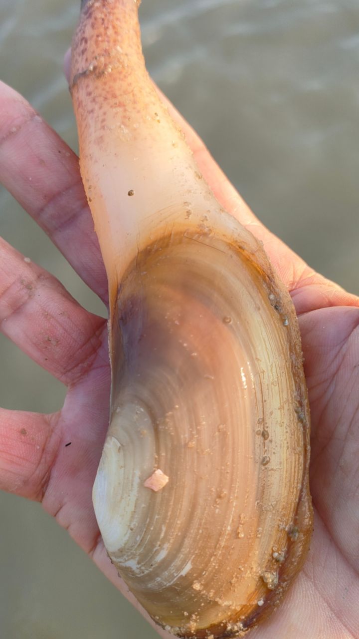 这种海贝之王象鼻蚌,喜欢在幼沙里,太容易挖了