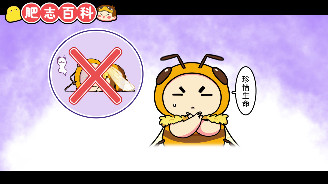 肥志百科第11季 12集