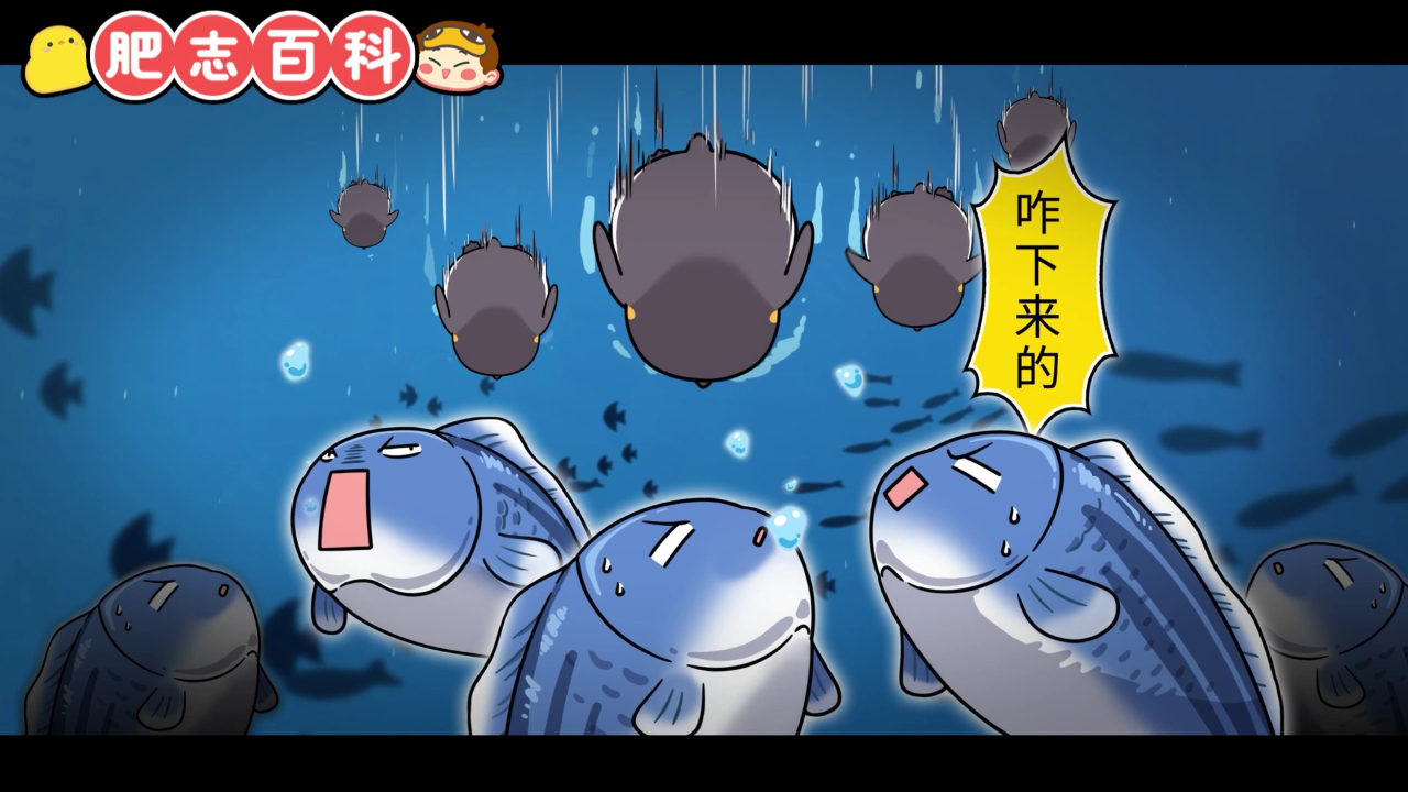 肥志百科第11季 9集
