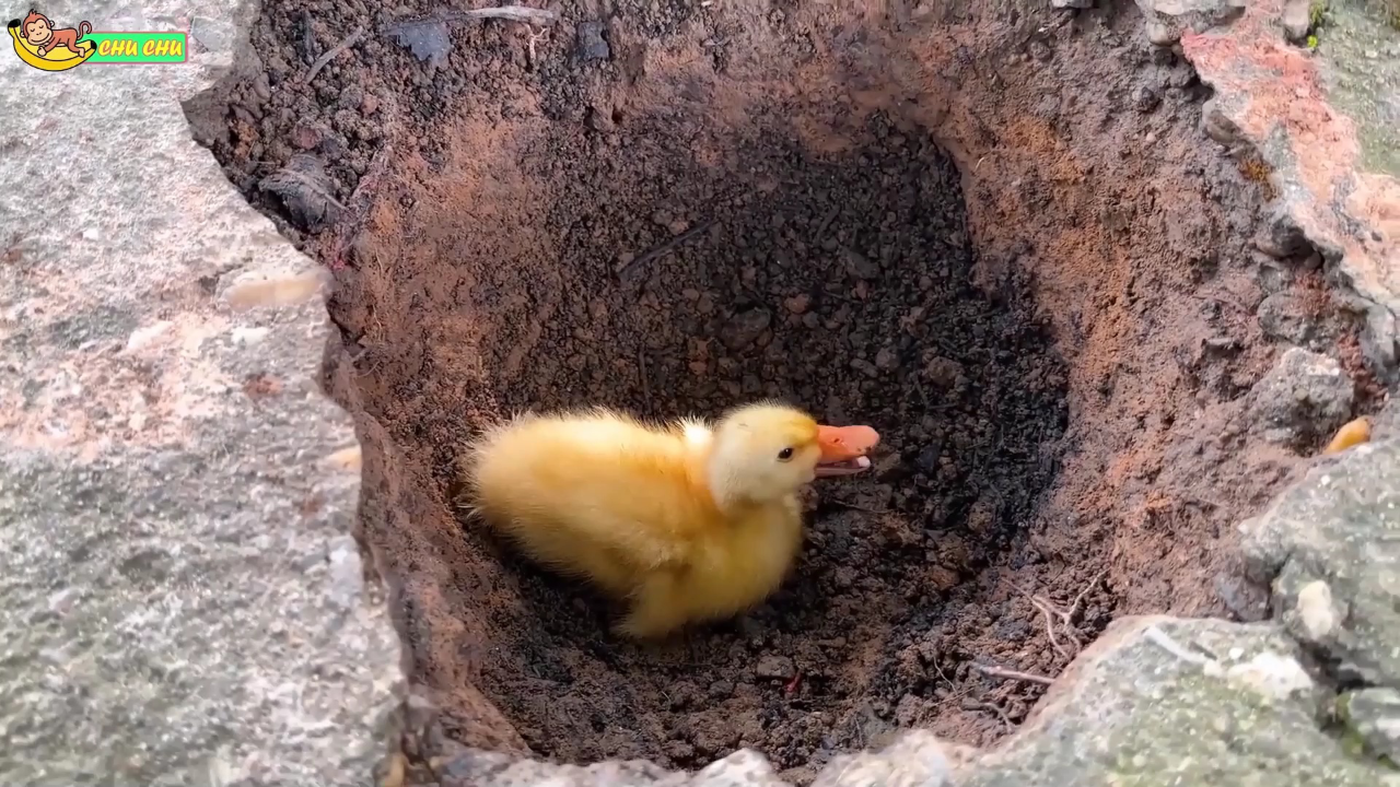 小猴子楚楚 7集