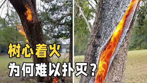 什么是“雷击木”？树心着火为什么很难扑灭？长见识了！