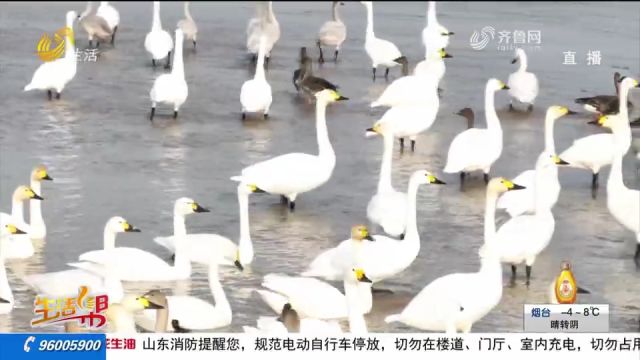 东明黄河滩:天鹅栖息盘旋,生机满满,跟随镜头欣赏生态美景