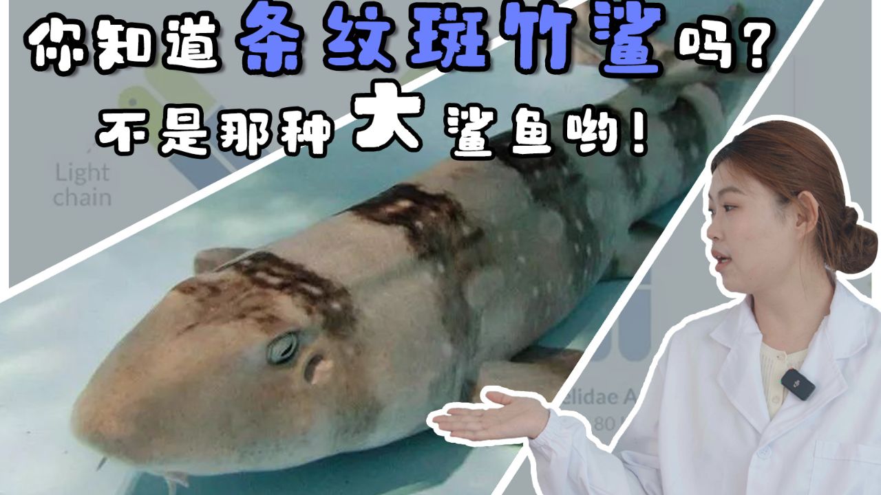 你知道条纹斑竹鲨吗?不是那种大鲨鱼哟!