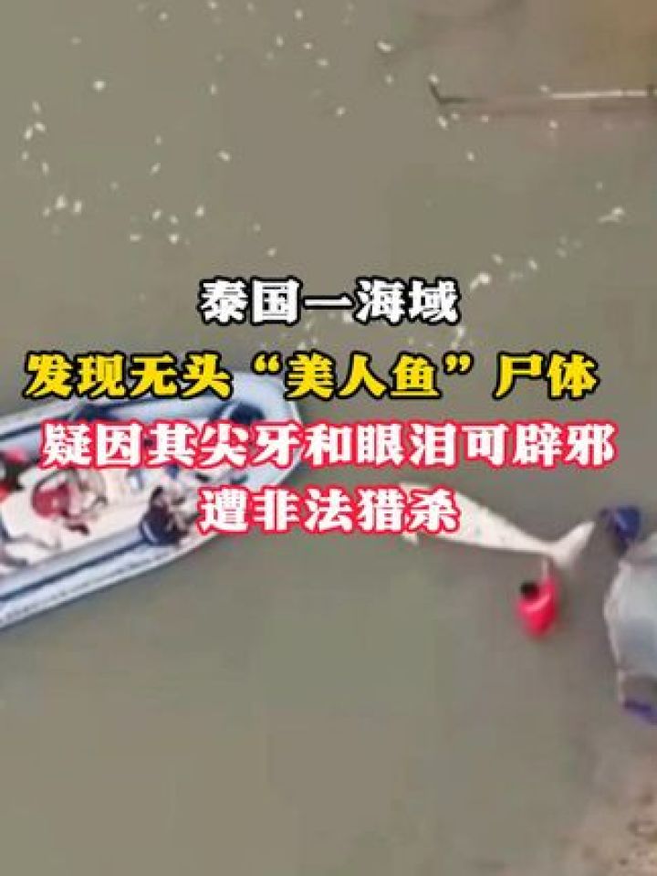 泰国一海域 发现无头"美人鱼"尸体 疑因其尖牙和眼泪可辟邪遭非法猎杀