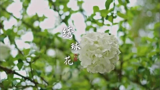 平阳卧牛山公园里的中华木绣球枝繁叶茂 让人心醉神迷