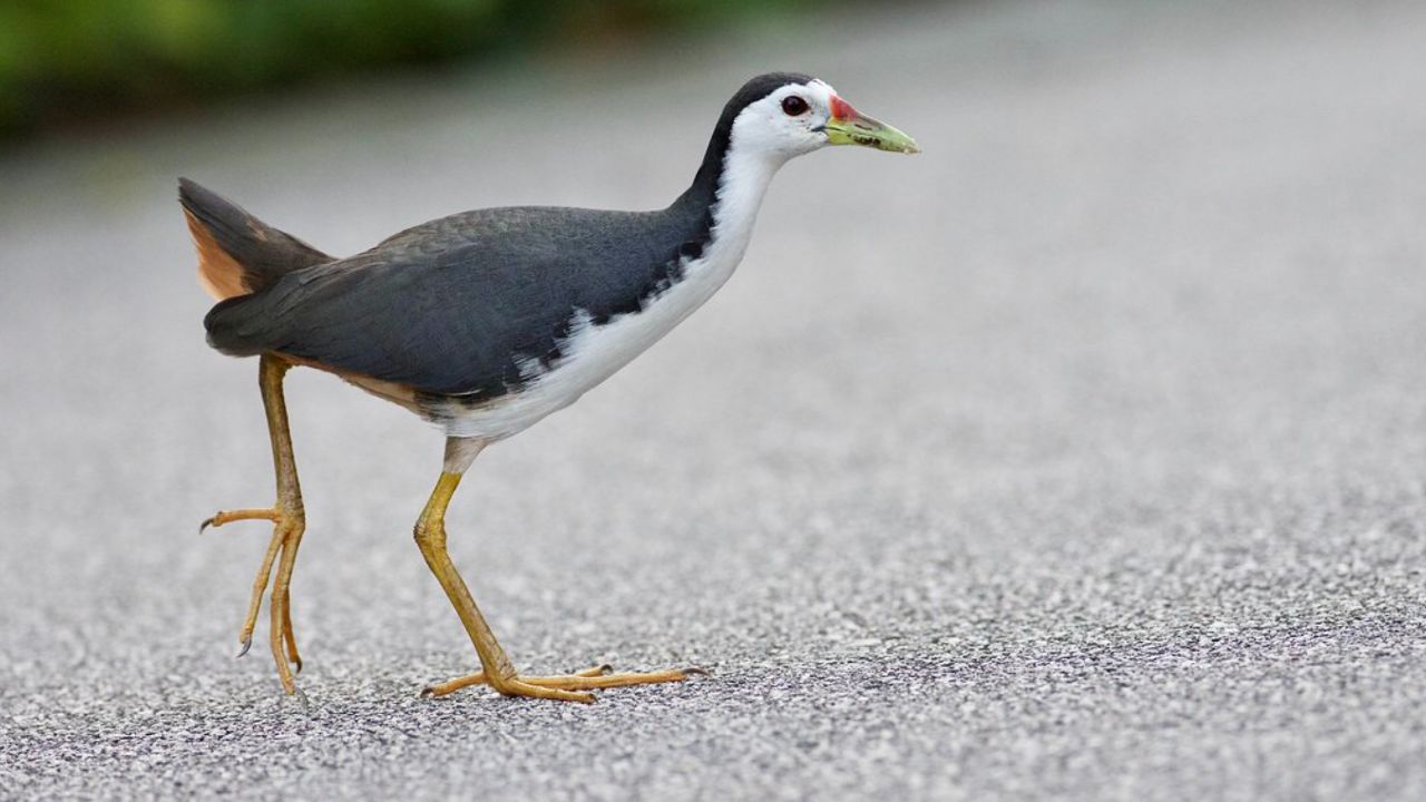 泰州一苦恶鸟受伤被救,苦恶的名字拜苏轼所赐,一听叫声名副其实