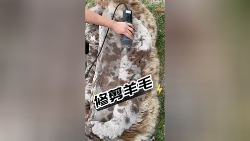 给小羊理发需要几步?理完发大变样!_高清1080P在线观看平台_腾讯视频