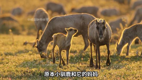 驯鹿幼崽的生死劫：从蚊虫侵扰到棕熊追击高清1080p在线观看平台腾讯视频 