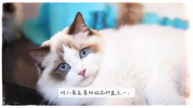 对人最友善的猫品种盘点一:伯曼猫、波斯猫、暹罗猫