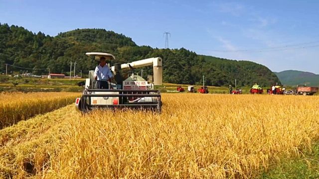 贵州都匀:“稻米加工”走出村集体经济加速度