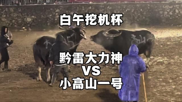 黔雷大力神VS小高山一号 #牛王争霸赛 #斗牛视频 #牛气冲天