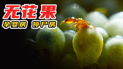 万能的无花果，又能当“停尸房”，又能当孕婴房，神奇昆虫纪录片